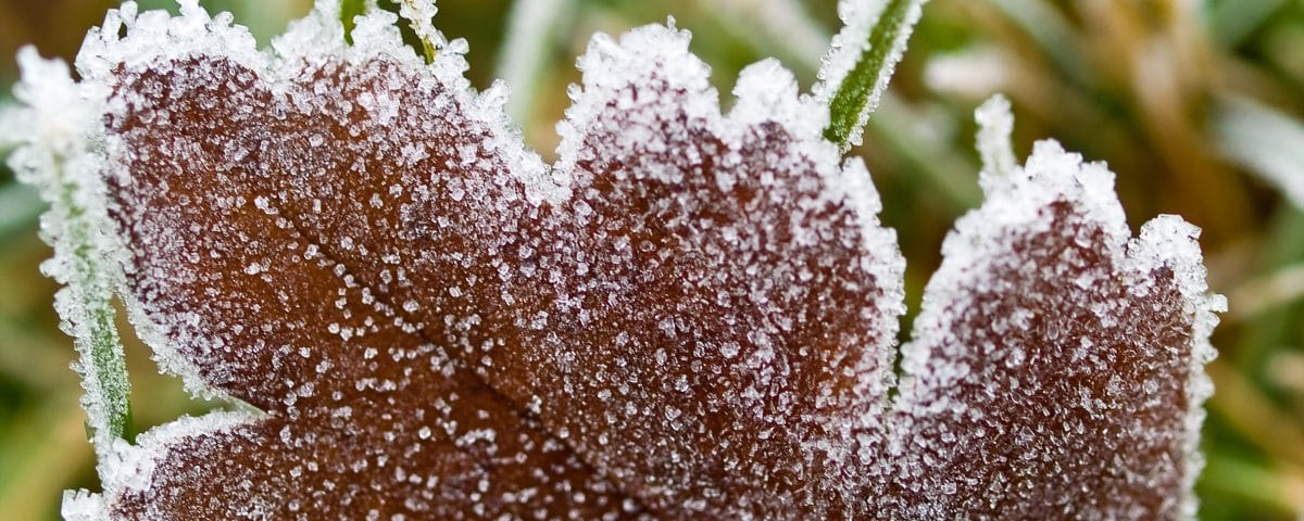 Frost covered leaf and grass