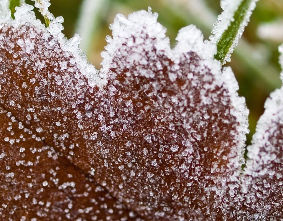 Frost covered leaf and grass