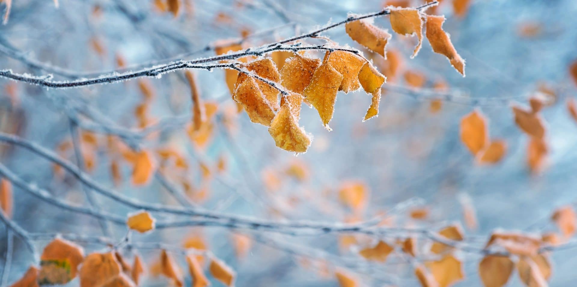 Birch with yellow leaves in frost