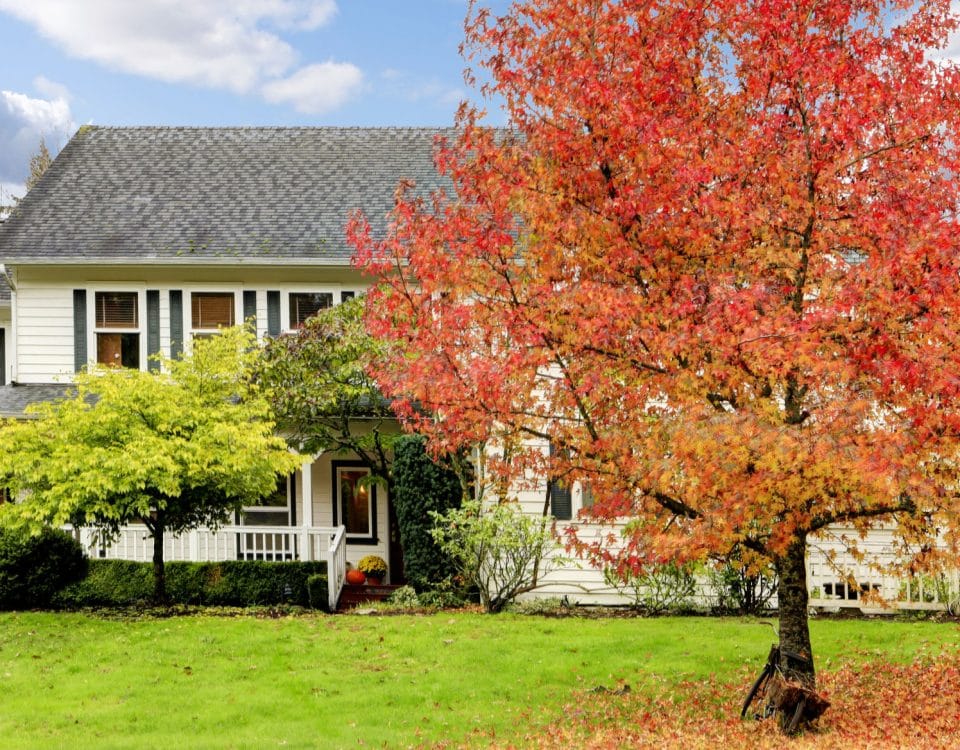 White horse farm American house during fall with green grass