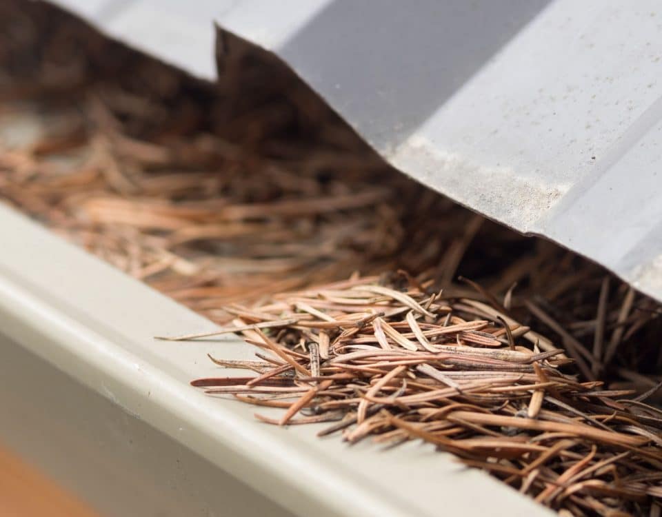 Gutter clogged with pine needles
