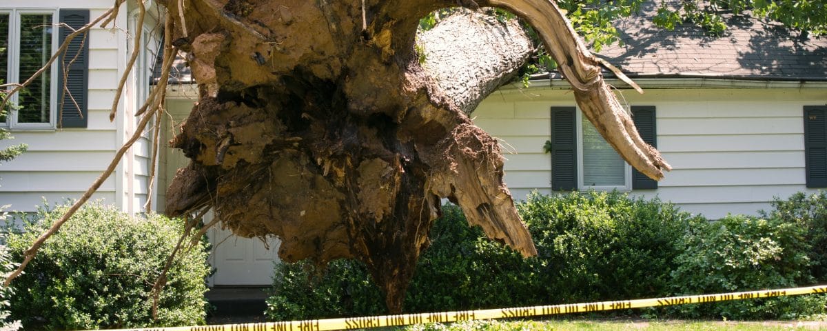 Uprooted tree on a home after a storm