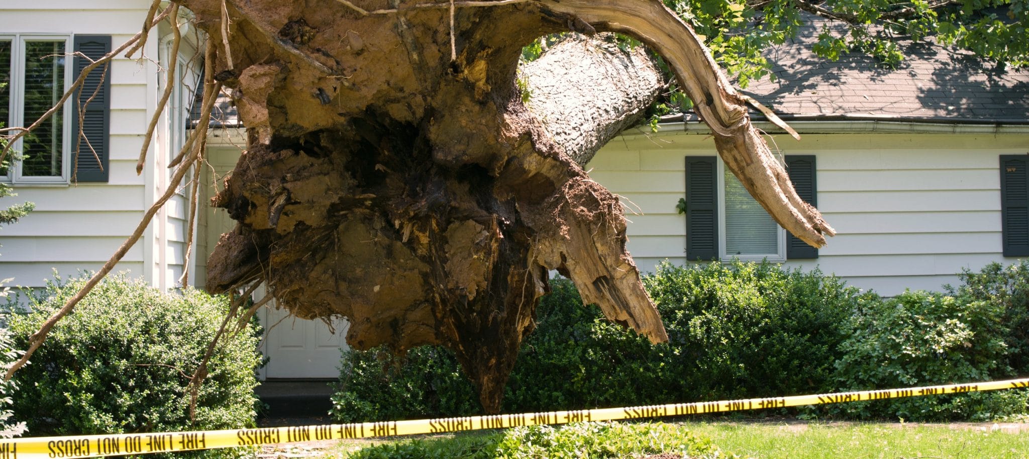 Uprooted tree on a home after a storm