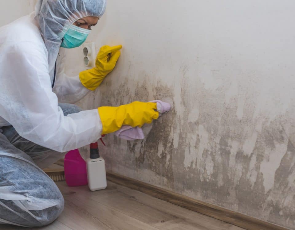 Female worker of cleaning service removes mold from wall