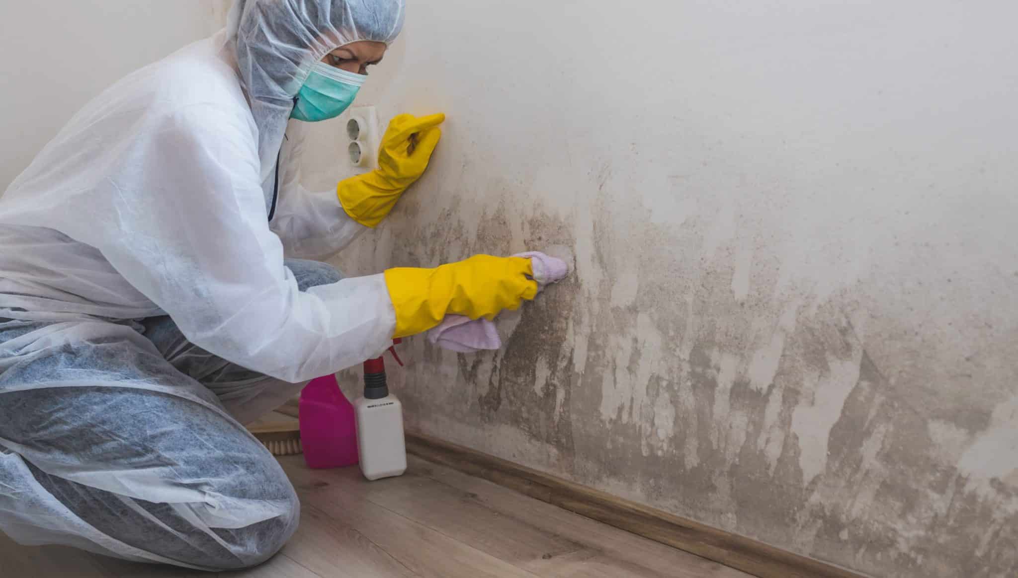 Female worker of cleaning service removes mold from wall