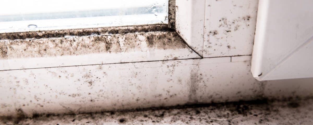 Mold growing on a window and wall of a home