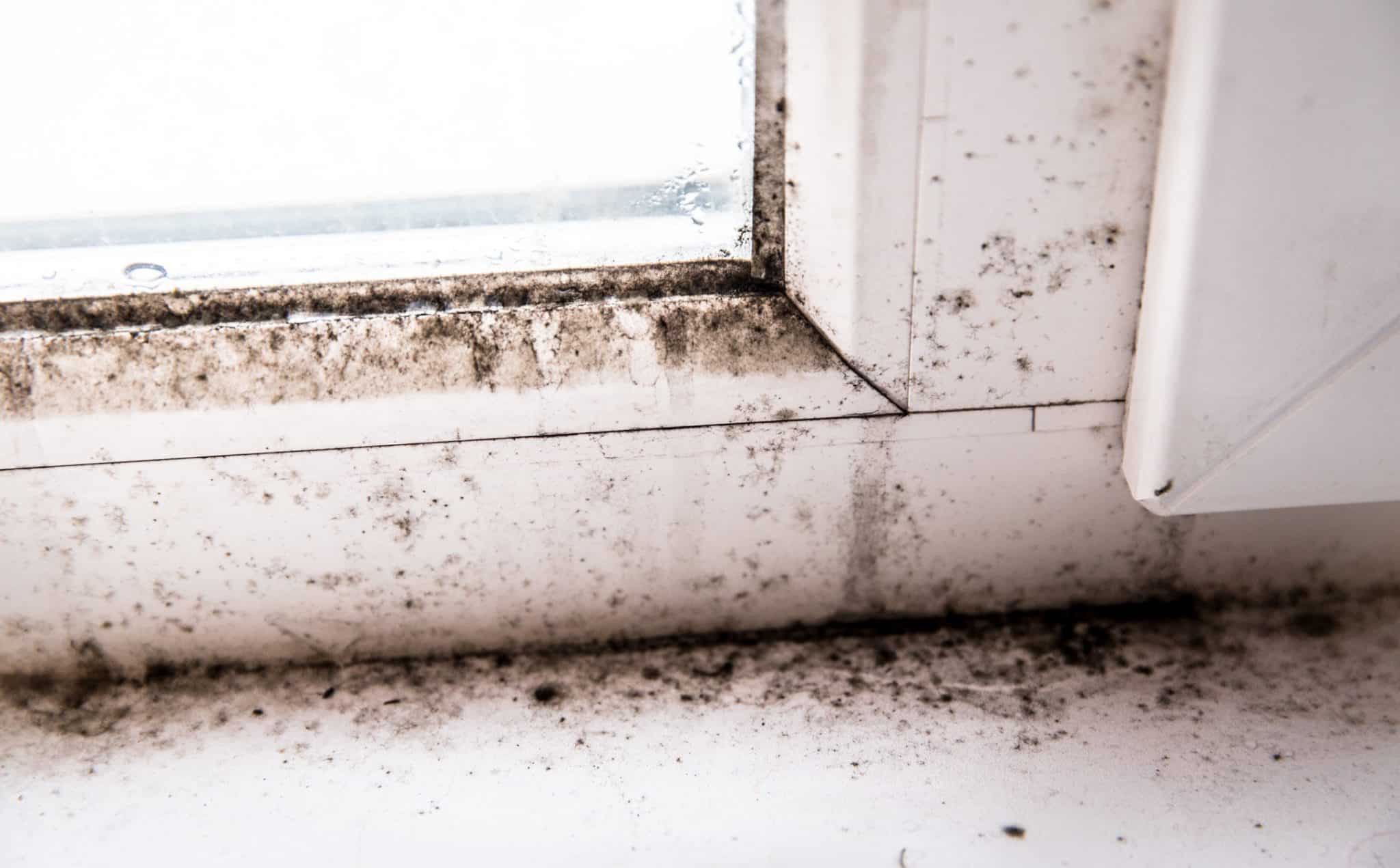 Mold growing on a window and wall of a home