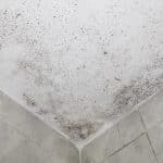 Mold growing on water damaged drywall in a bathroom