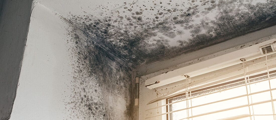Mold growing in the interior corner of a home's window