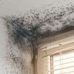 Mold growing in the interior corner of a home's window