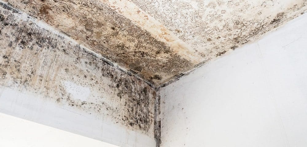 Mold growing on the ceiling and walls of a home