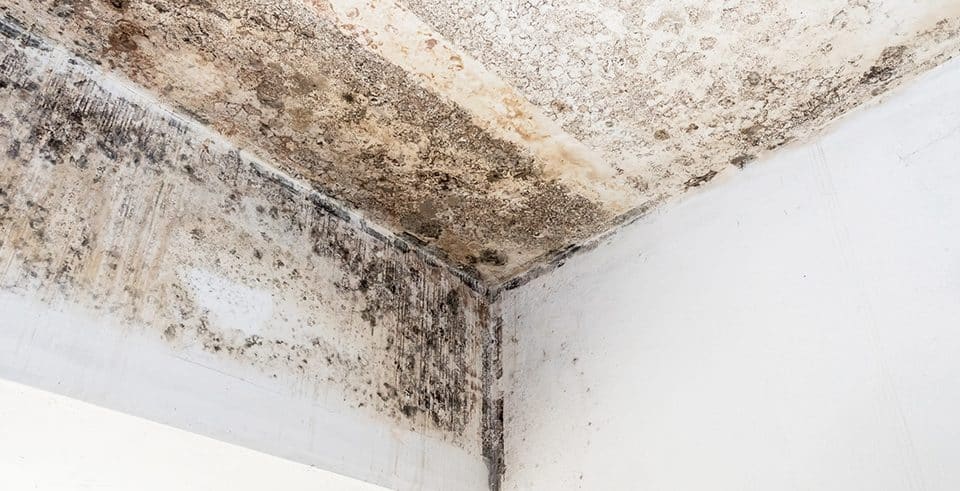 Mold growing on the ceiling and walls of a home